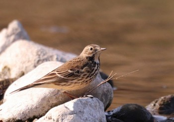 Water Pipit 入間川(笹井堰周辺) Sat, 11/12/2022