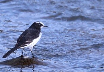 Japanese Wagtail 入間川(笹井堰周辺) Sat, 11/12/2022