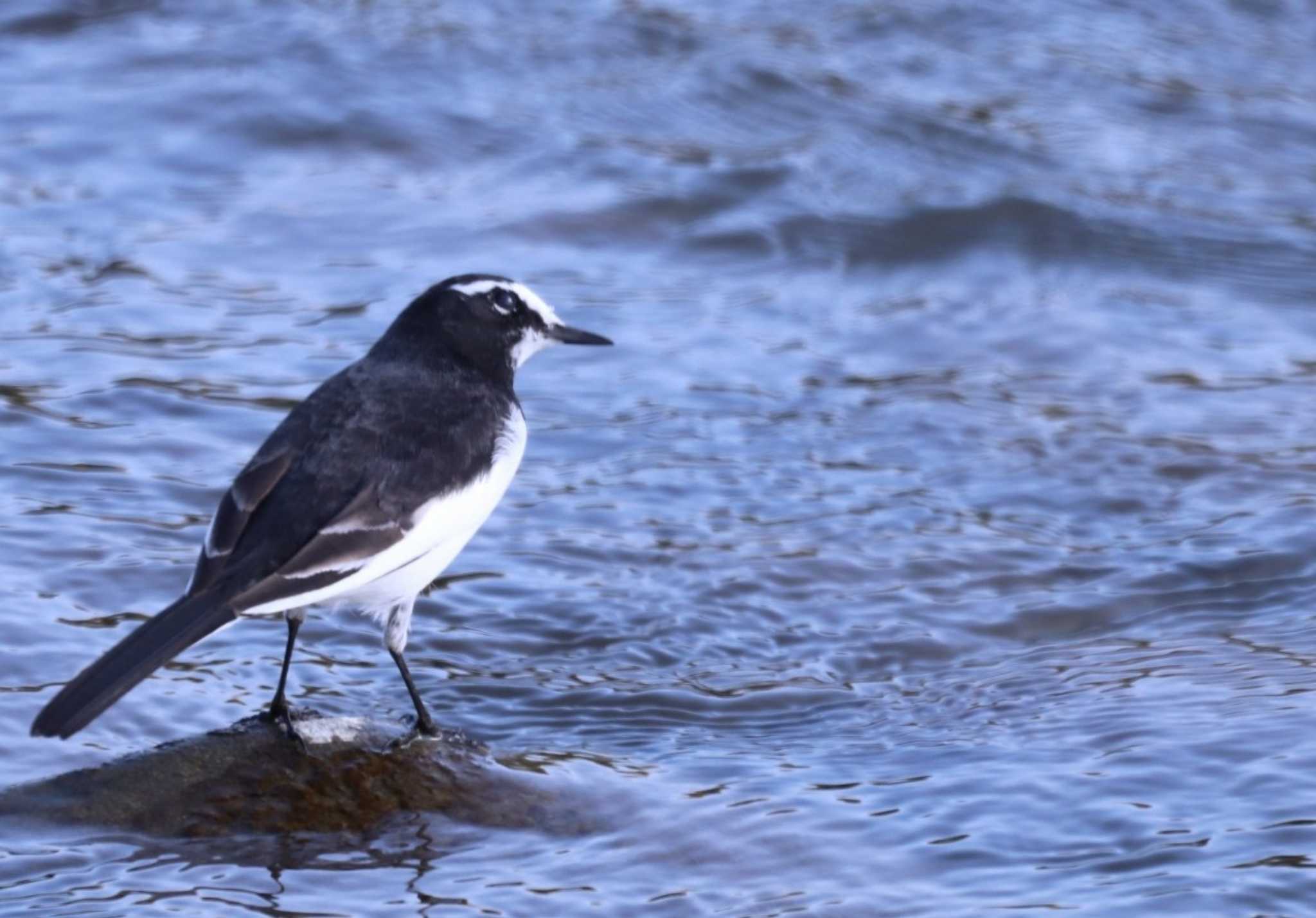 Japanese Wagtail