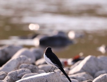 Japanese Wagtail 入間川(笹井堰周辺) Sat, 11/12/2022