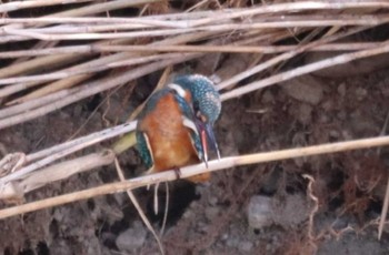 Common Kingfisher 入間川(笹井堰周辺) Sat, 11/12/2022