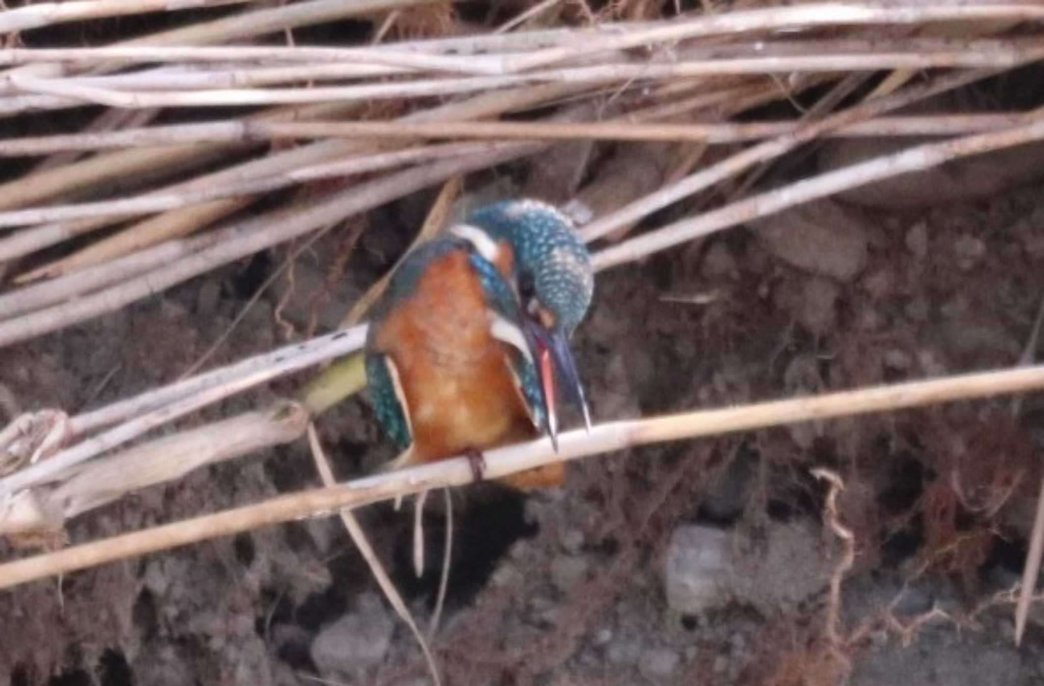 Photo of Common Kingfisher at 入間川(笹井堰周辺) by ひろ