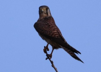 Common Kestrel 入間川(笹井堰周辺) Sat, 11/12/2022