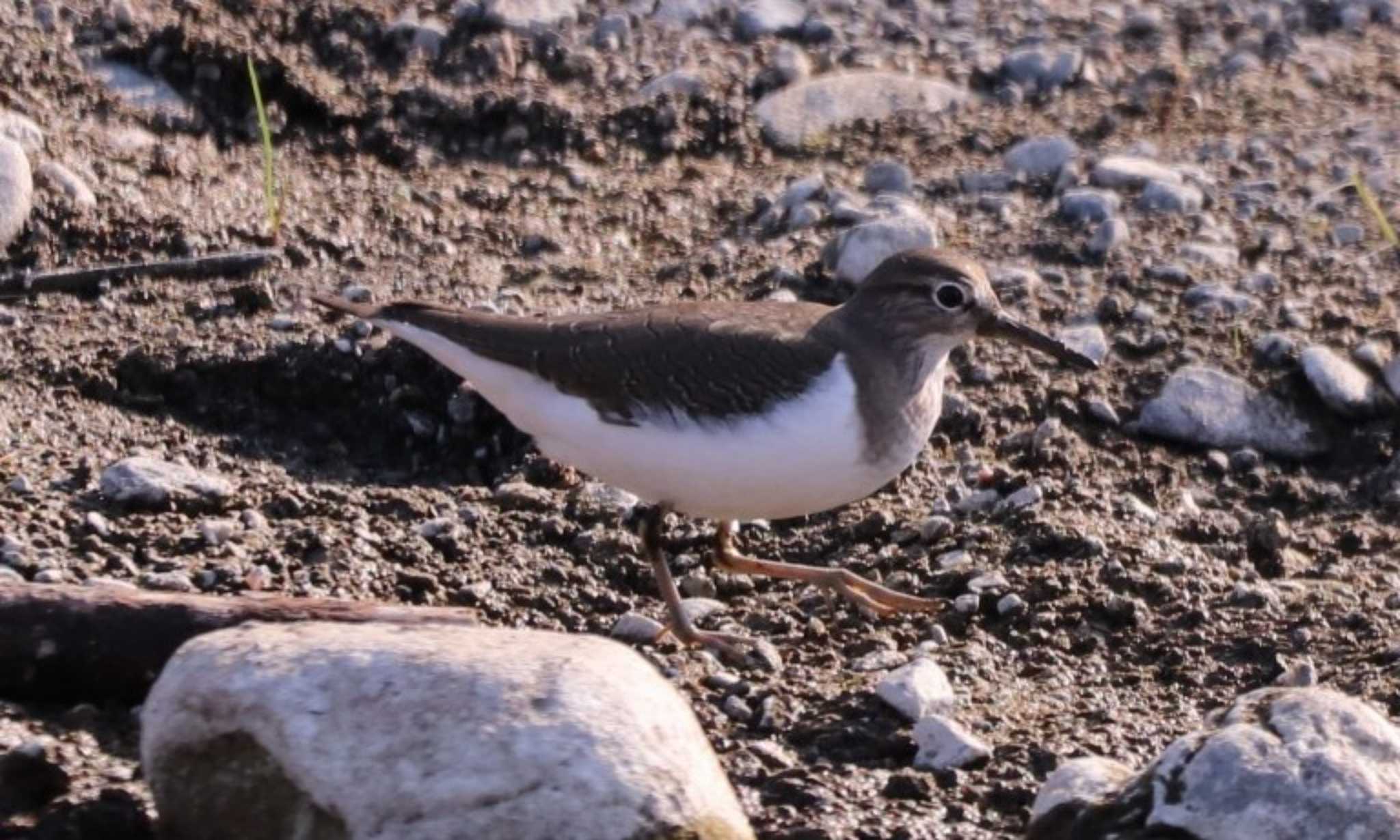 Common Sandpiper