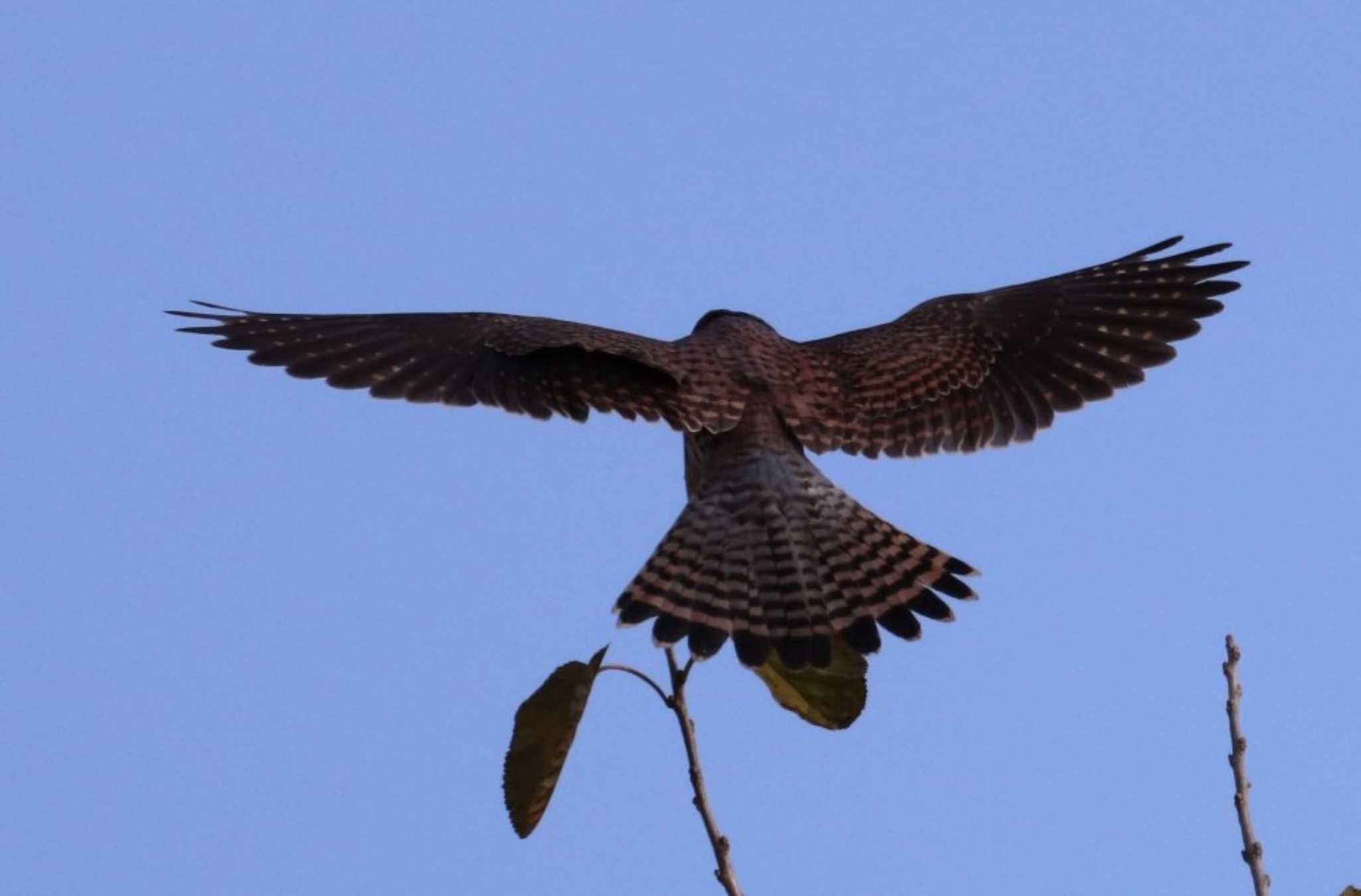 Photo of Common Kestrel at 入間川(笹井堰周辺) by ひろ