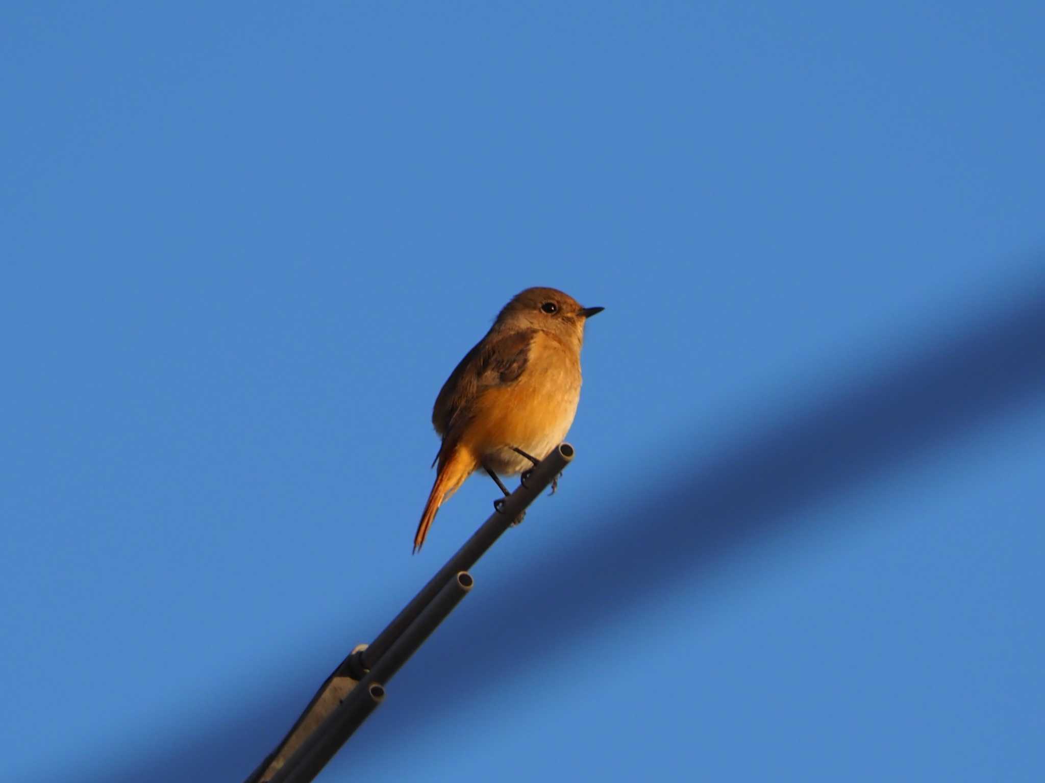 Photo of Daurian Redstart at 東京都 by アカウント8018