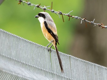 Long-tailed Shrike Lorong Halus Wetland Sat, 11/12/2022