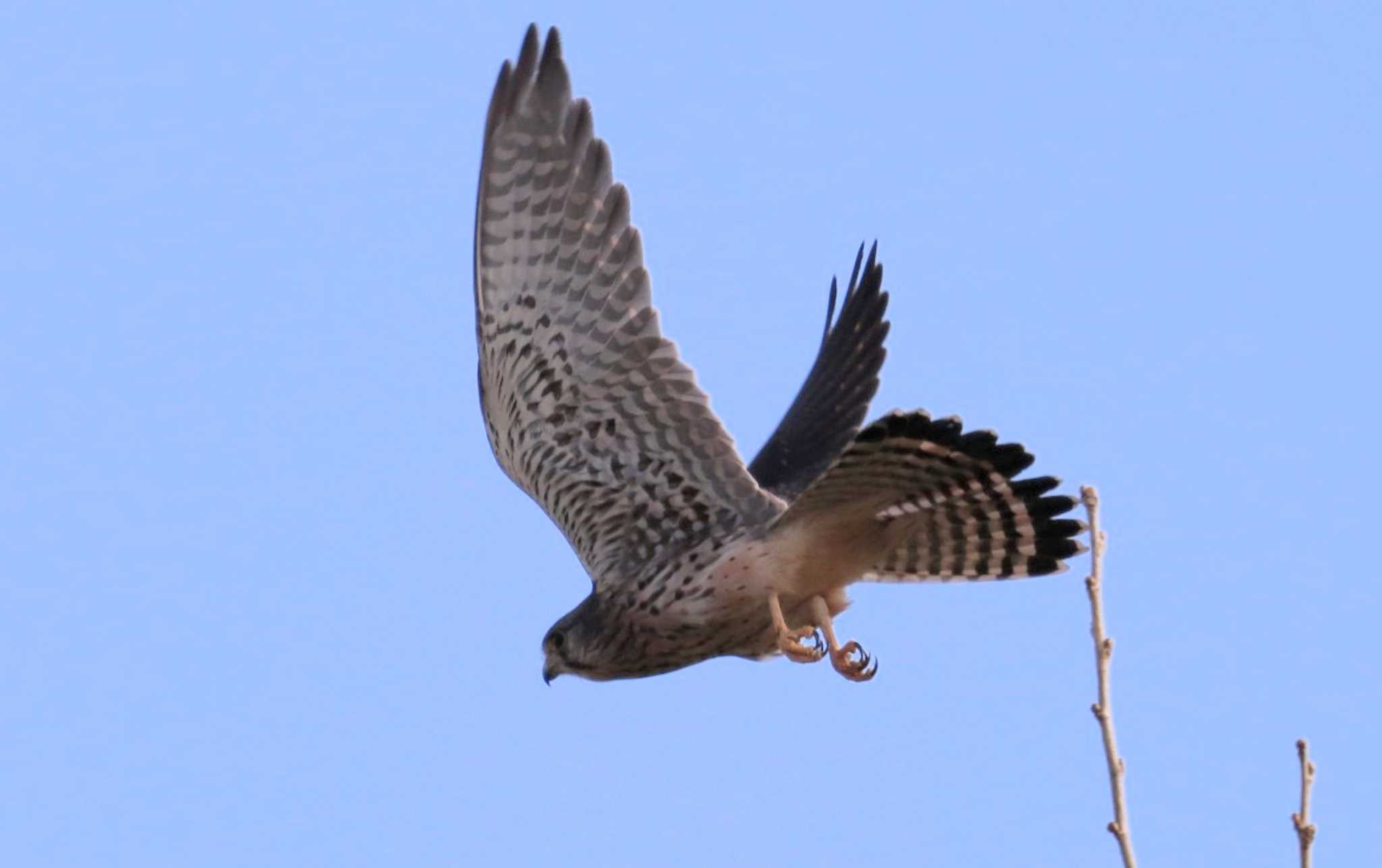 Photo of Common Kestrel at 入間川(笹井堰周辺) by ひろ