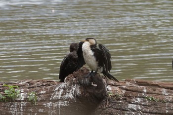 Little Pied Cormorant Hasties Swamp National Park Tue, 10/4/2022