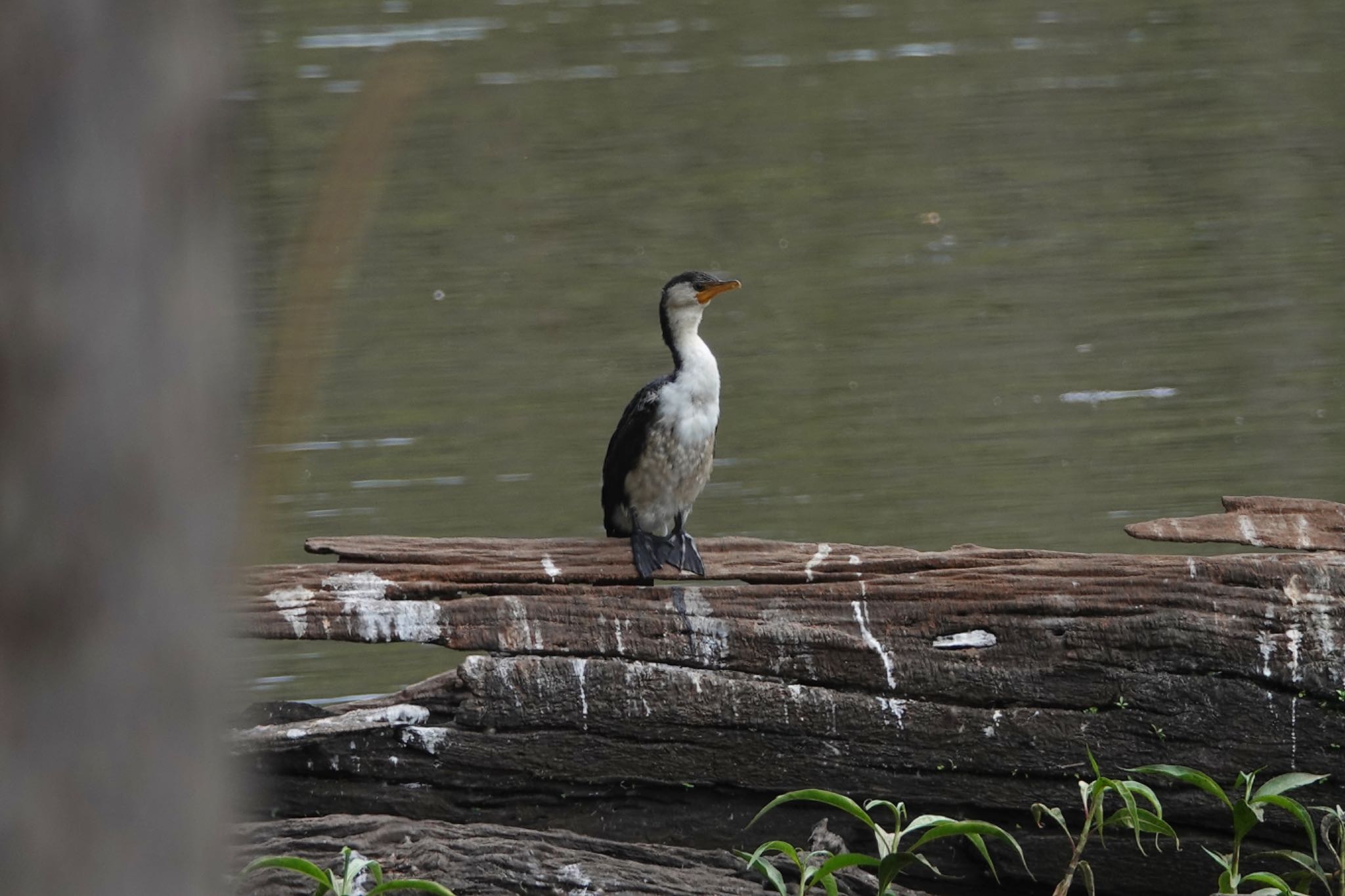 Photo of Little Pied Cormorant at Hasties Swamp National Park by のどか