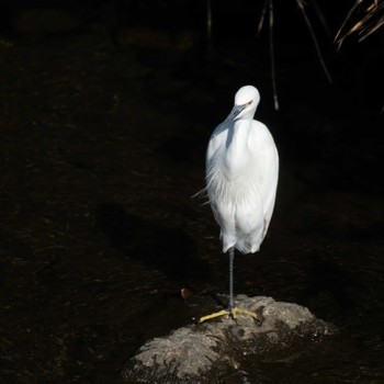 Little Egret 恩田川 Sat, 11/12/2022