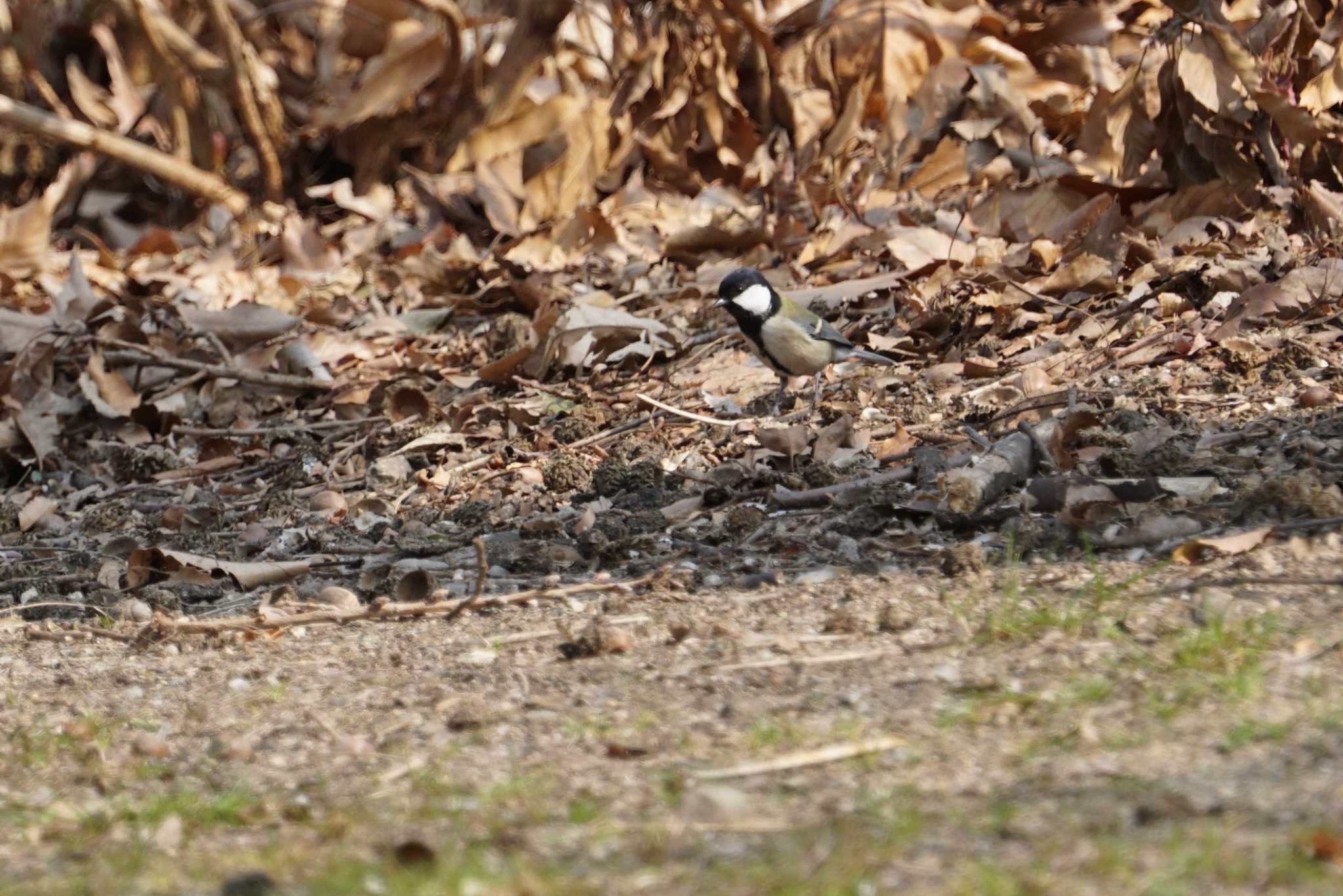 シジュウカラ