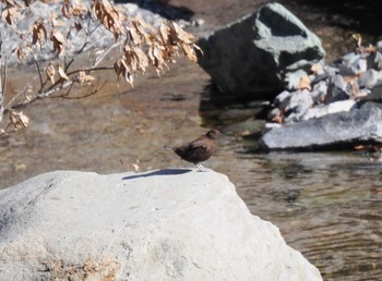 カワガラス 南アルプス邑野鳥公園 2022年11月12日(土)