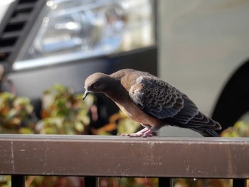 Oriental Turtle Dove 平和の森公園、妙正寺川 Sat, 11/12/2022