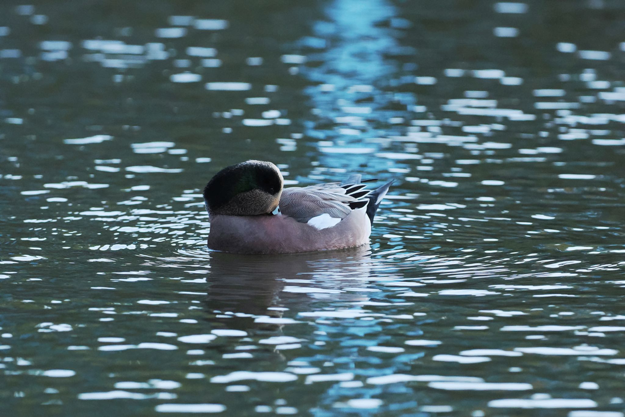 Photo of American Wigeon at 鶴岡八幡宮 by アポちん