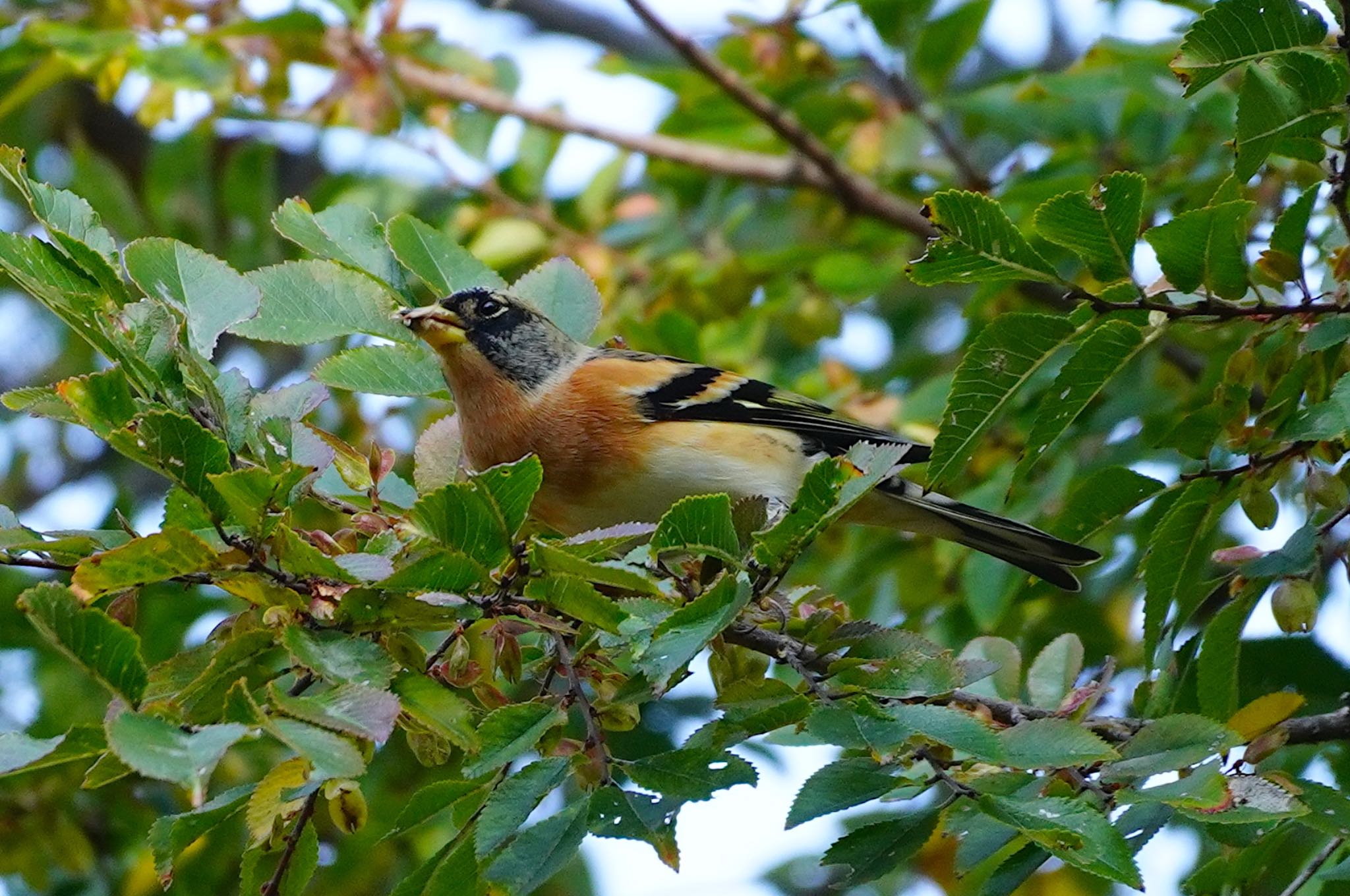 Brambling