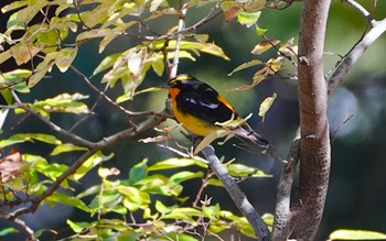 Narcissus Flycatcher Osaka castle park Sat, 11/12/2022