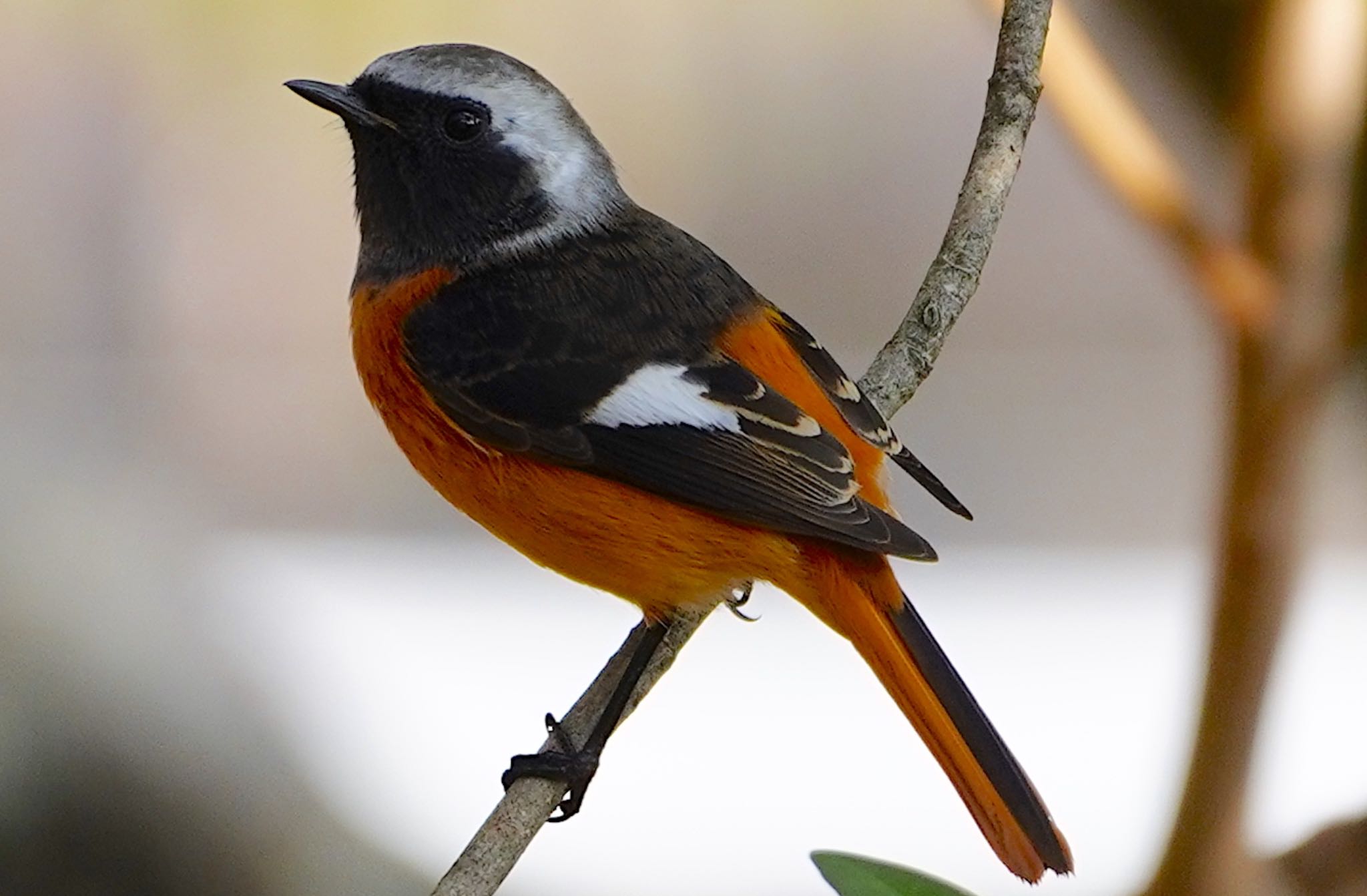 Photo of Daurian Redstart at Osaka castle park by アルキュオン