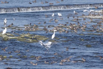 Sat, 11/12/2022 Birding report at 多摩川二ヶ領宿河原堰