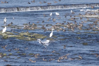 Eurasian Teal 多摩川二ヶ領宿河原堰 Sat, 11/12/2022