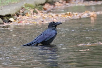 ハシブトガラス 北海道大学 2022年11月12日(土)