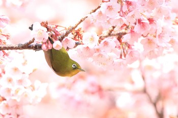 Sat, 2/24/2018 Birding report at Shinjuku Gyoen National Garden