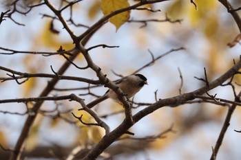 ハシブトガラ 北海道大学 2022年11月12日(土)