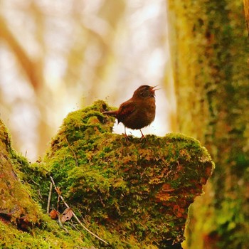 Eurasian Wren 阿蘇市一の宮町 Sat, 2/24/2018