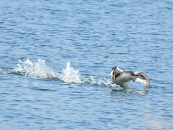 2022年11月12日(土) 彩湖の野鳥観察記録