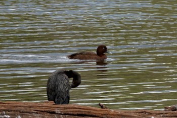 オーストラリアメジロガモ Hasties Swamp National Park 2022年10月4日(火)