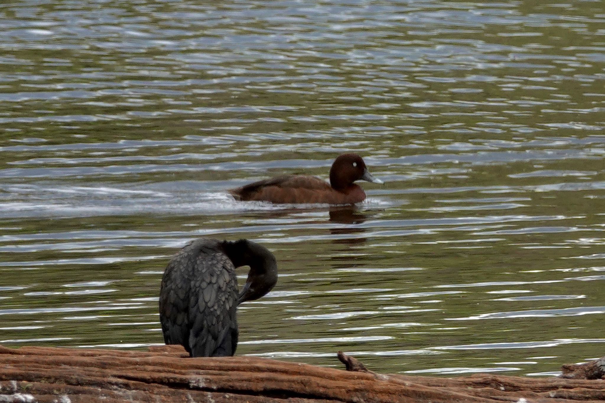 Hasties Swamp National Park オーストラリアメジロガモの写真 by のどか