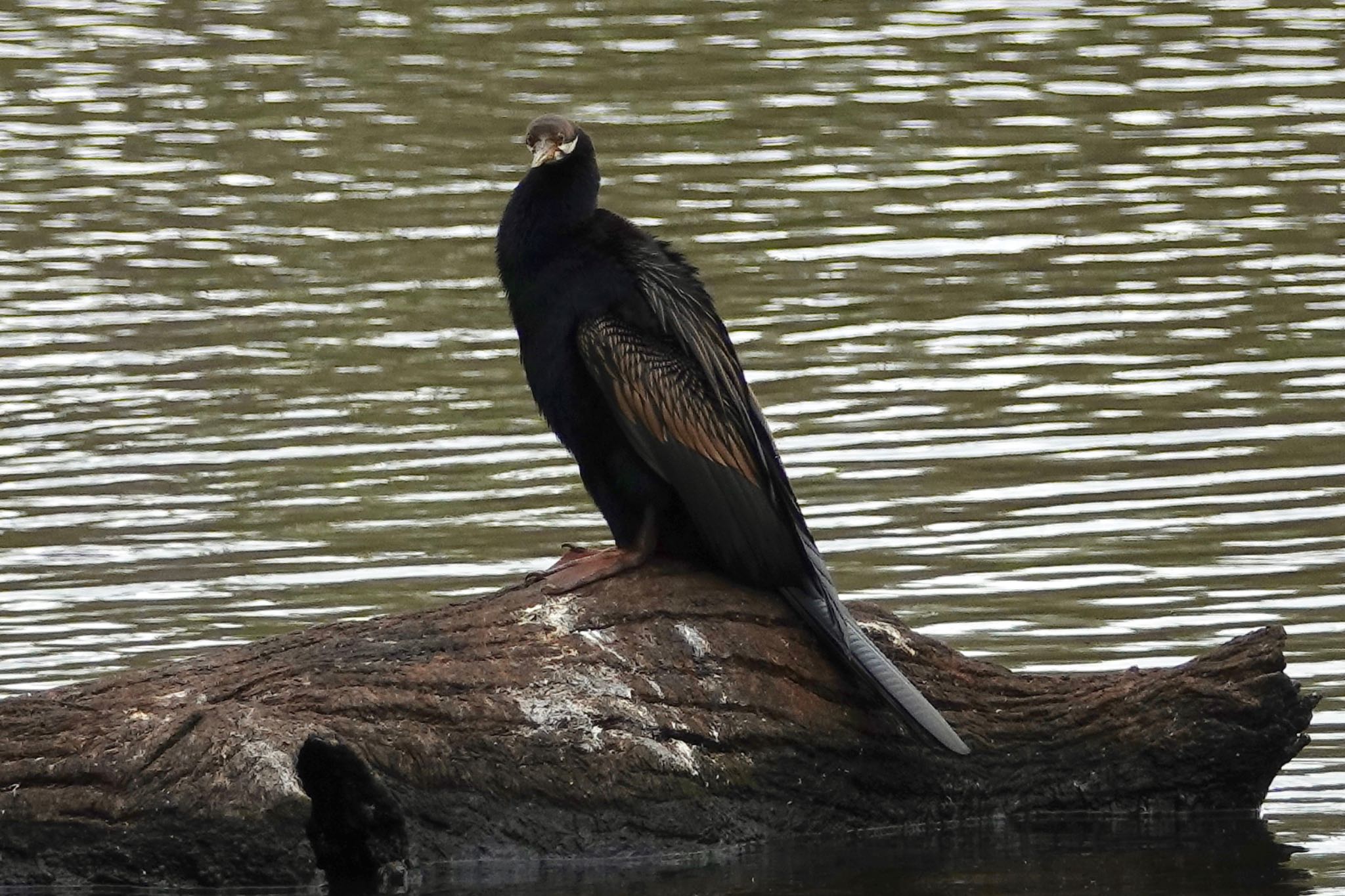 Hasties Swamp National Park オーストラリアヘビウの写真 by のどか