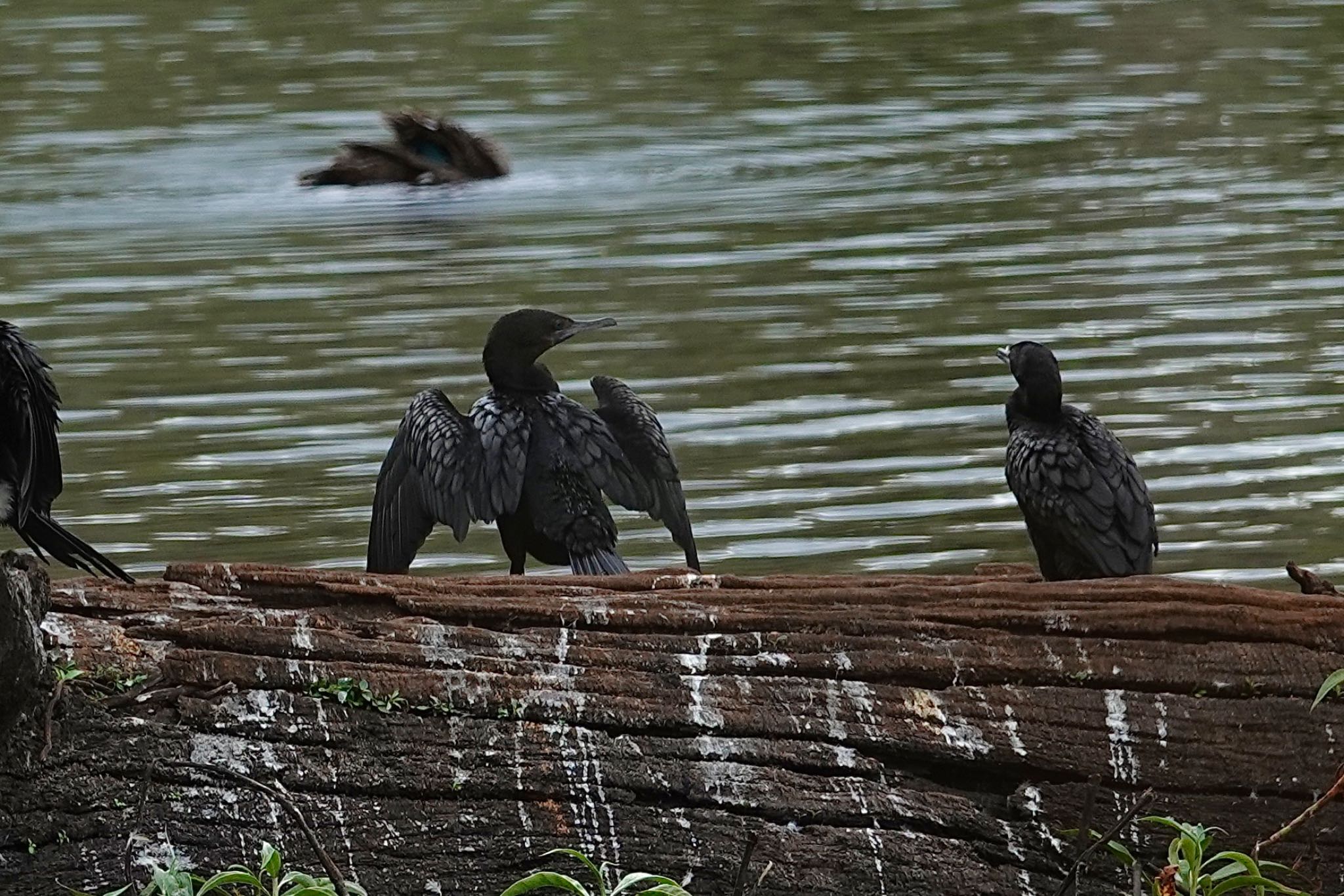 Photo of Little Black Cormorant at Hasties Swamp National Park by のどか