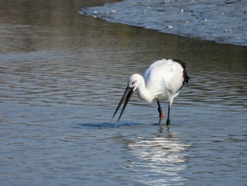 Oriental Stork 兵庫県明石市 Sat, 11/12/2022