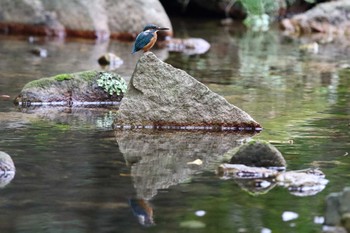 カワセミ 夙川河川敷緑地(夙川公園) 2022年10月9日(日)