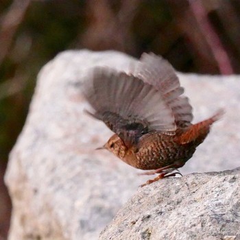 Eurasian Wren 阿蘇市一の宮町 Sat, 2/24/2018