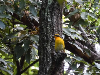 キビタキ 大阪南港野鳥園 2022年10月16日(日)