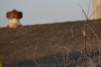 2022年11月12日(土) 芥川の野鳥観察記録