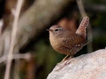 Eurasian Wren 阿蘇市一の宮町 Sat, 2/24/2018