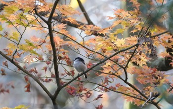 2022年11月12日(土) 丸火自然公園の野鳥観察記録