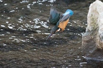 カワセミ 恩田川 2018年2月24日(土)