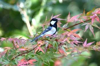 シジュウカラ 場所が不明 2022年11月12日(土)