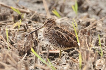 Common Snipe Mizumoto Park Sat, 11/12/2022