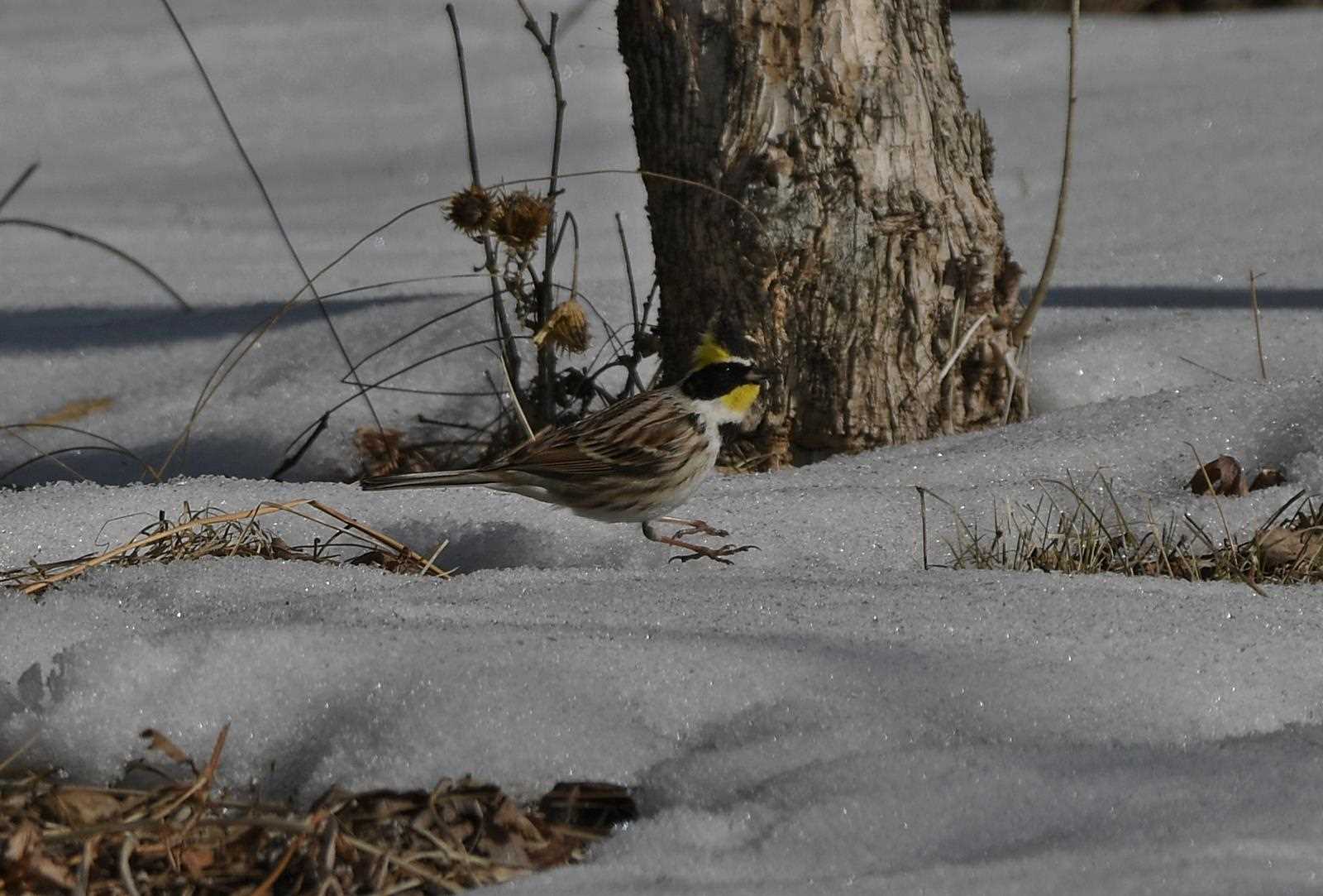  ミヤマホオジロの写真 by くまのみ