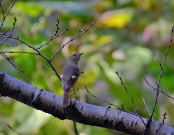 Daurian Redstart 東京都立桜ヶ丘公園(聖蹟桜ヶ丘) Sat, 11/12/2022