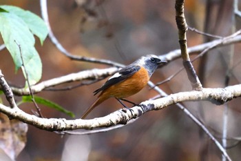 2022年11月12日(土) 早戸川林道の野鳥観察記録