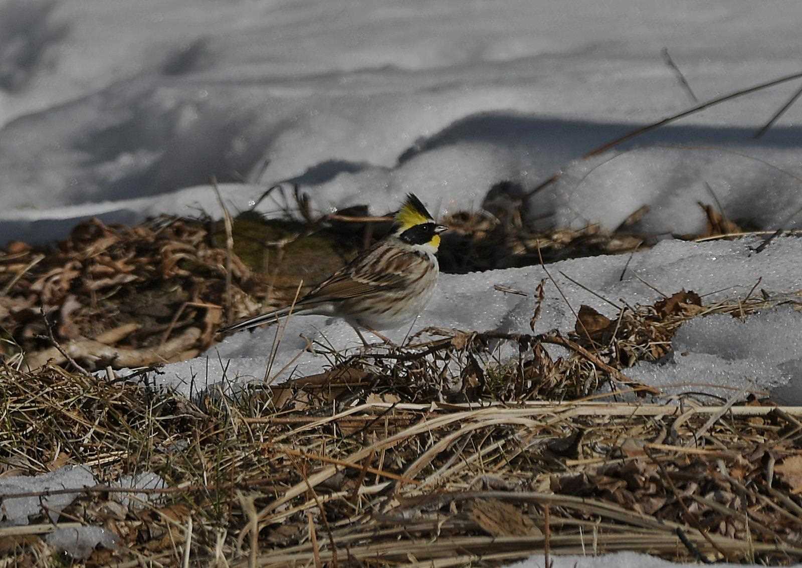  ミヤマホオジロの写真 by くまのみ