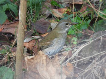 Pale Thrush 鶴舞公園(名古屋) Sat, 11/12/2022