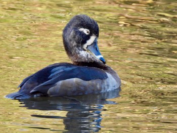 クビワキンクロ こども自然公園 (大池公園/横浜市) 2022年11月12日(土)