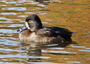 クビワキンクロ こども自然公園 (大池公園/横浜市) 2022年11月12日(土)